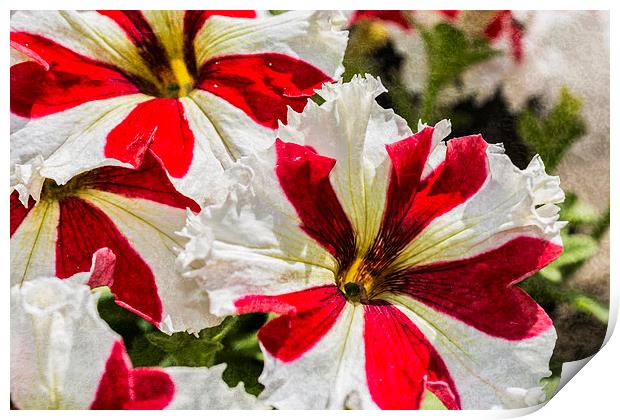 Red And White Petunia Print by Steve Purnell