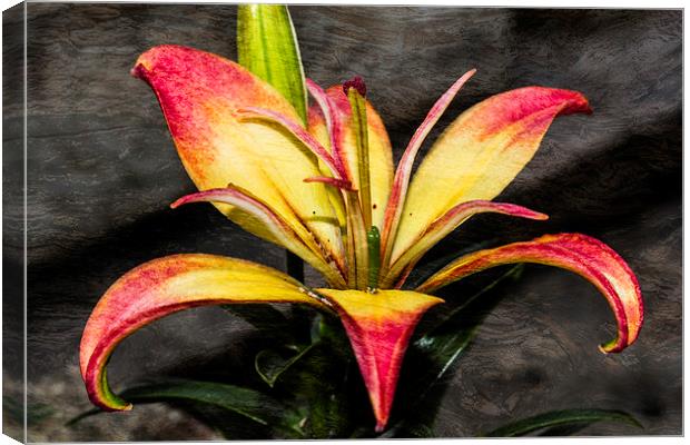 Red And Yellow Lily Canvas Print by Steve Purnell