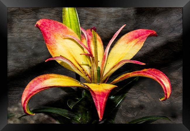 Red And Yellow Lily Framed Print by Steve Purnell