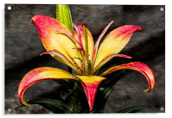 Red And Yellow Lily Acrylic by Steve Purnell