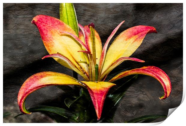 Red And Yellow Lily Print by Steve Purnell