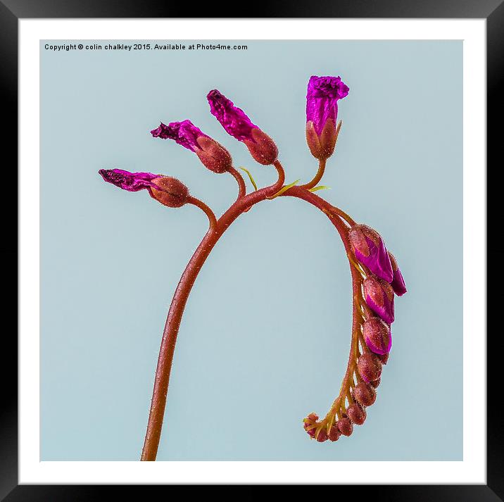 Cape Sundew Flowers Framed Mounted Print by colin chalkley