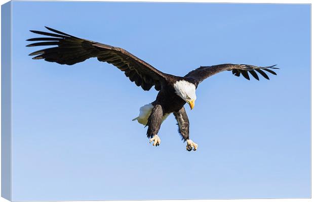 Bald Eagle about to pounce  Canvas Print by Ian Duffield