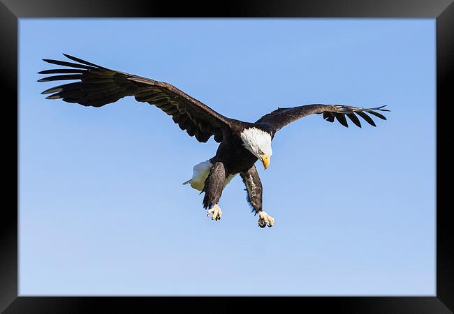 Bald Eagle about to pounce  Framed Print by Ian Duffield