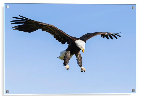 Bald Eagle about to pounce  Acrylic by Ian Duffield