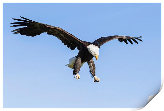 Bald Eagle about to pounce  Print by Ian Duffield
