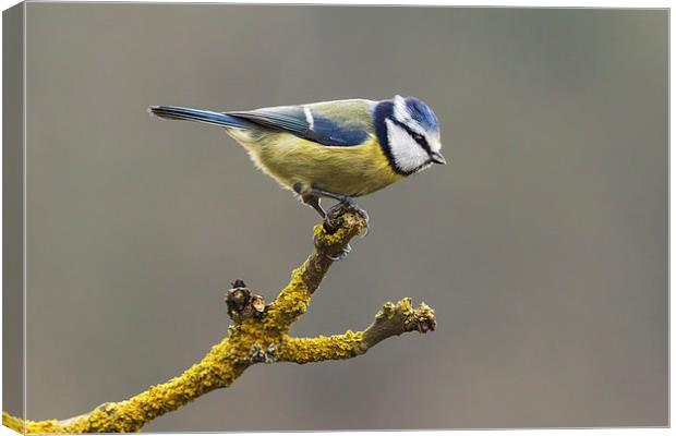  Blue tit about to fly Canvas Print by Ian Duffield