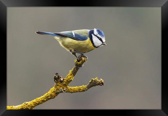  Blue tit about to fly Framed Print by Ian Duffield