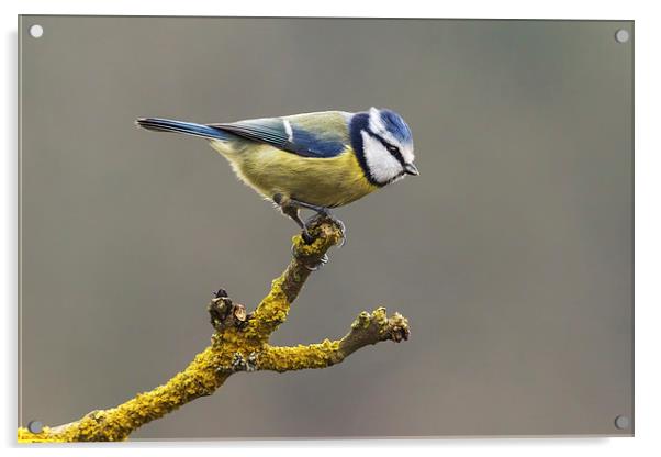  Blue tit about to fly Acrylic by Ian Duffield