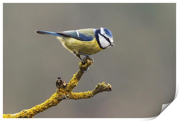  Blue tit about to fly Print by Ian Duffield