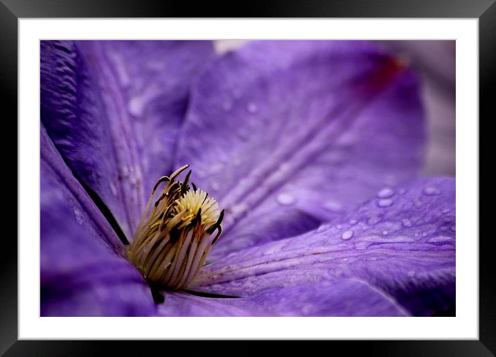  Clematis Framed Mounted Print by Tim Bell