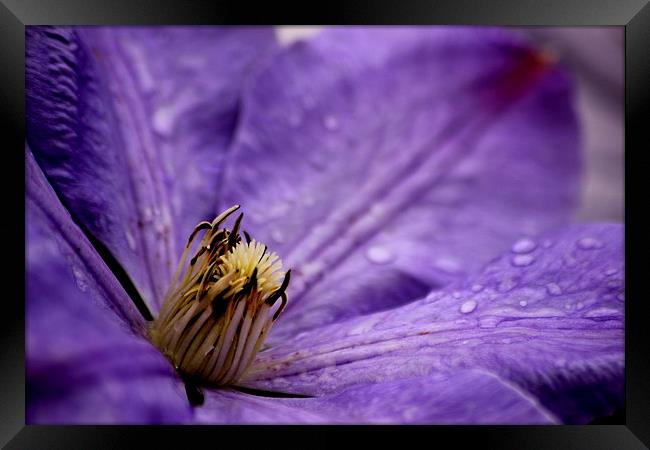  Clematis Framed Print by Tim Bell