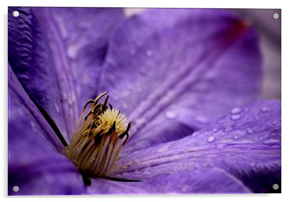  Clematis Acrylic by Tim Bell