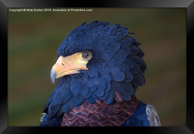  Stunning Bateleur Eagle Framed Print by Mark Gorton