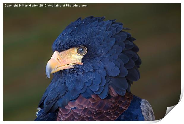  Stunning Bateleur Eagle Print by Mark Gorton