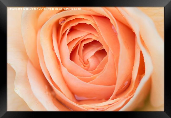  Perfectly Pink Rose Framed Print by Mark Gorton