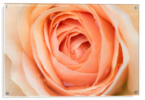  Perfectly Pink Rose Acrylic by Mark Gorton