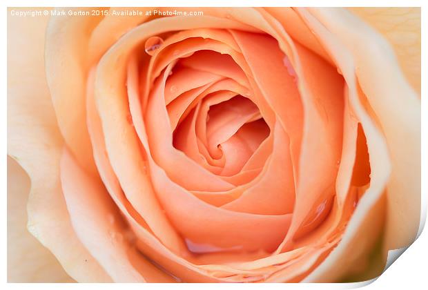  Perfectly Pink Rose Print by Mark Gorton