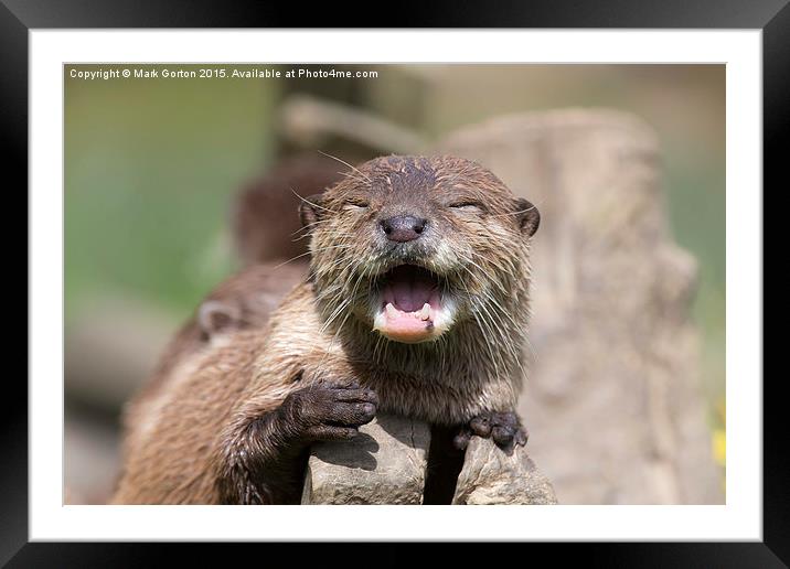  Happy Otter Framed Mounted Print by Mark Gorton