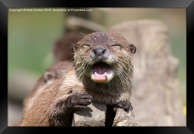  Happy Otter Framed Print by Mark Gorton