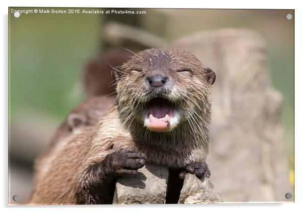  Happy Otter Acrylic by Mark Gorton