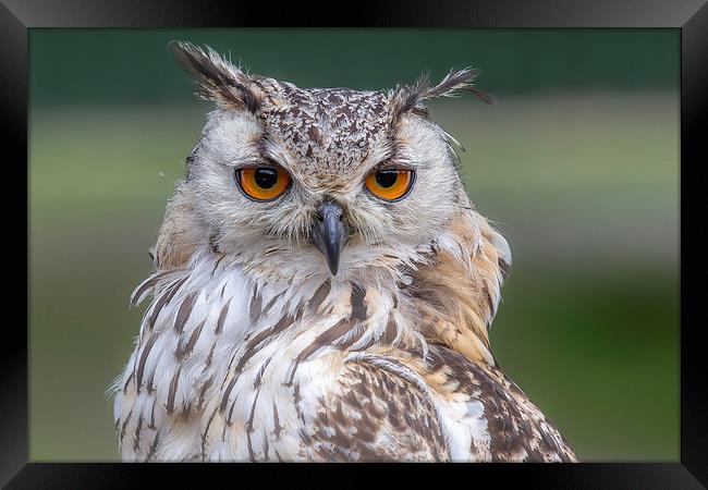  Indian Eagle Owl Framed Print by Mark Gorton