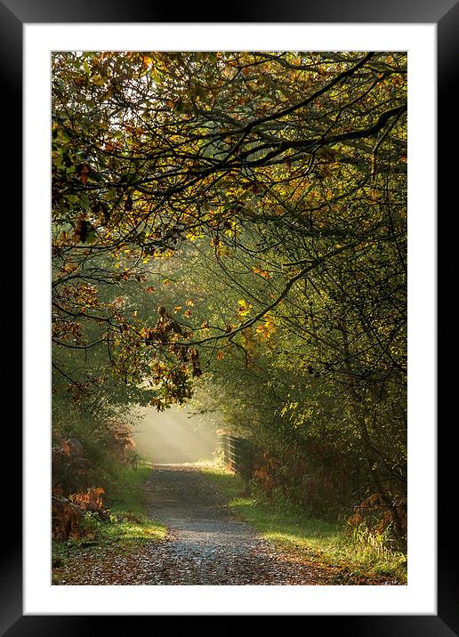  Late Autumn Sunbeams Framed Mounted Print by David Tinsley