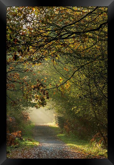  Late Autumn Sunbeams Framed Print by David Tinsley