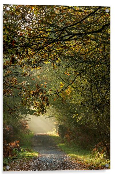  Late Autumn Sunbeams Acrylic by David Tinsley