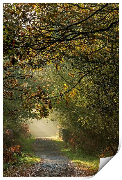  Late Autumn Sunbeams Print by David Tinsley
