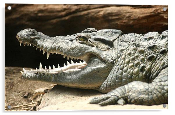 Prehistoric   Crocodile  Acrylic by Marie Castagnoli