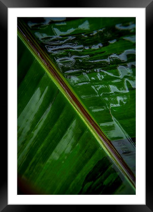  Wet leaf Framed Mounted Print by Gary Schulze