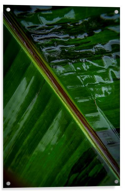 Wet leaf Acrylic by Gary Schulze