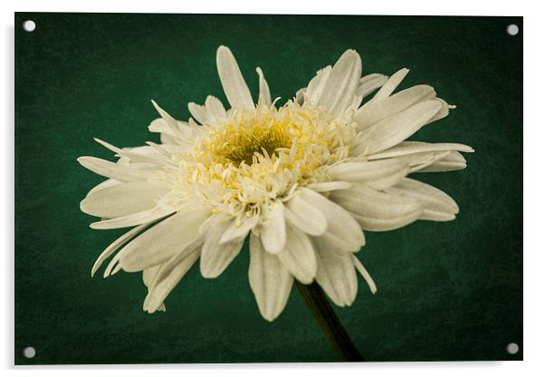 Leucanthemum Highland White Dream 1 Acrylic by Steve Purnell