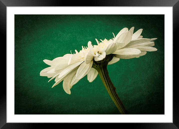 The Majestic Beauty of Leucanthemum Framed Mounted Print by Steve Purnell