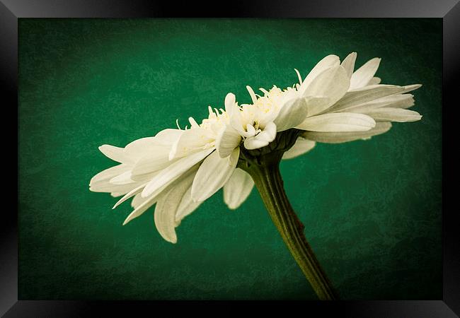 The Majestic Beauty of Leucanthemum Framed Print by Steve Purnell