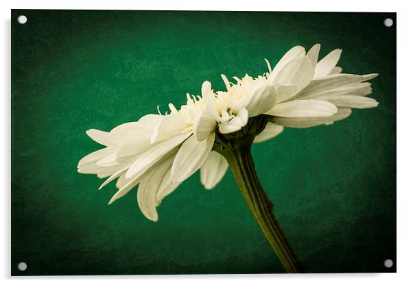 Leucanthemum Highland White Dream 2 Acrylic by Steve Purnell