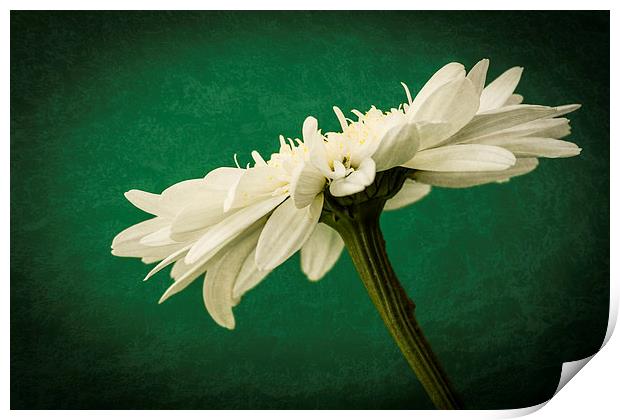 Leucanthemum Highland White Dream 2 Print by Steve Purnell