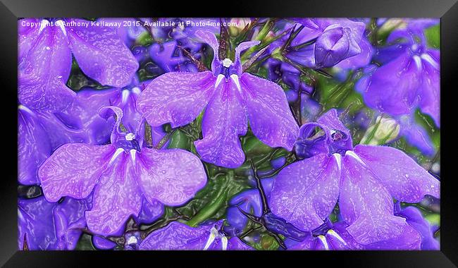  LOBELIA Framed Print by Anthony Kellaway