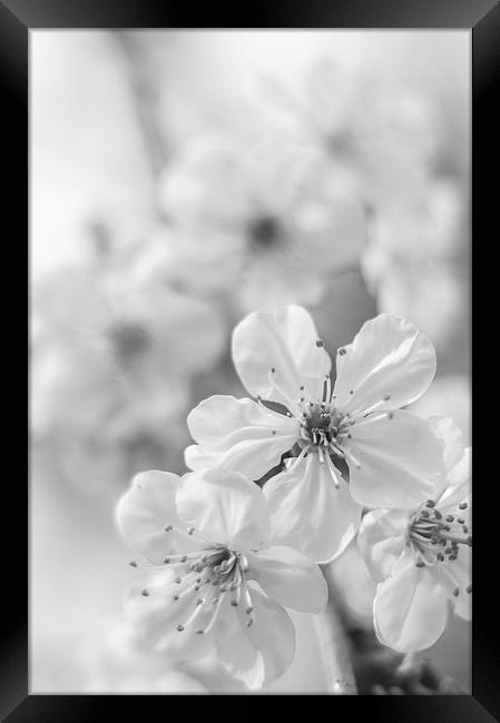  Cherry spring blossom Framed Print by Gary Schulze