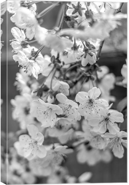  Cherry spring blossoms Canvas Print by Gary Schulze