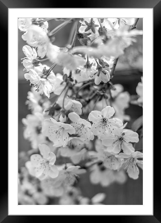  Cherry spring blossoms Framed Mounted Print by Gary Schulze