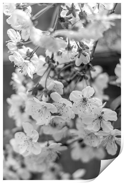  Cherry spring blossoms Print by Gary Schulze