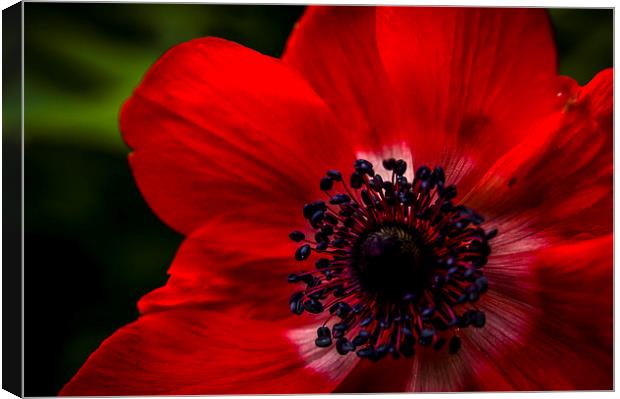  Red blossom Canvas Print by Gary Schulze