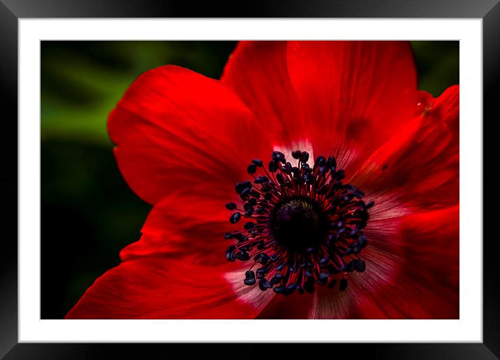  Red blossom Framed Mounted Print by Gary Schulze