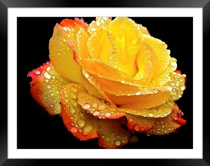 Rain droplets on a Rose  Framed Mounted Print by Sue Bottomley
