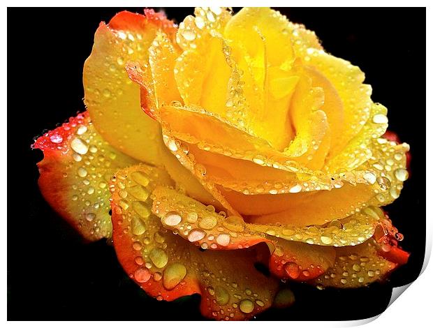 Rain droplets on a Rose  Print by Sue Bottomley