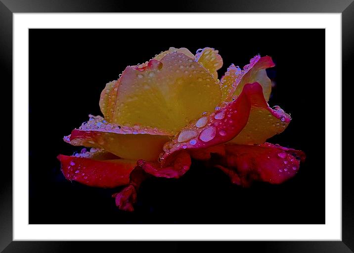  Side of Rose with rain droplets on it Framed Mounted Print by Sue Bottomley