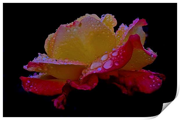  Side of Rose with rain droplets on it Print by Sue Bottomley