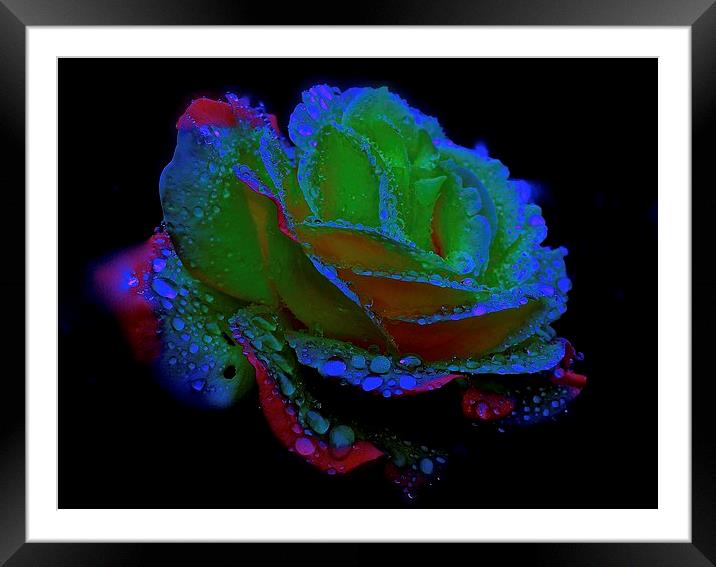 Retro Rose  Framed Mounted Print by Sue Bottomley